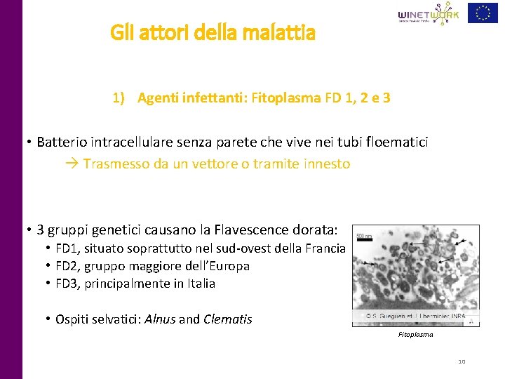 Gli attori della malattia 1) Agenti infettanti: Fitoplasma FD 1, 2 e 3 •