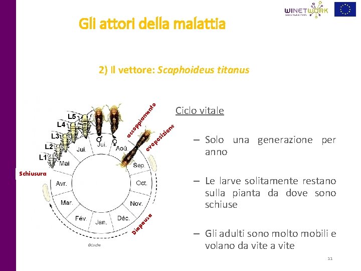 Gli attori della malattia 2) Il vettore: Scaphoideus titanus pp ia m en to