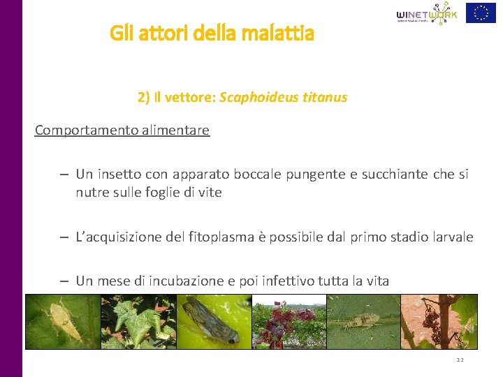Gli attori della malattia 2) Il vettore: Scaphoideus titanus Comportamento alimentare – Un insetto