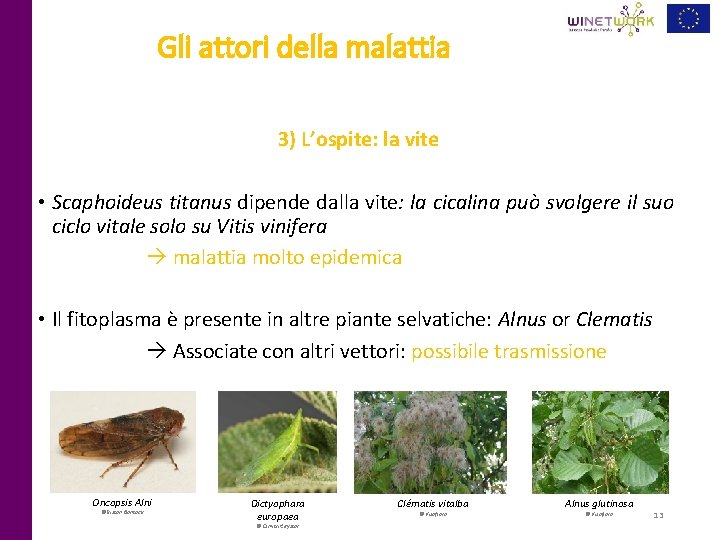 Gli attori della malattia 3) L’ospite: la vite • Scaphoideus titanus dipende dalla vite: