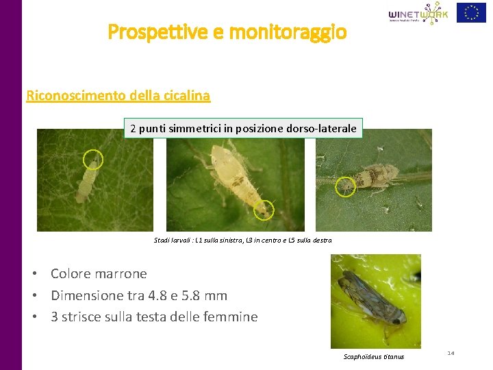 Prospettive e monitoraggio Riconoscimento della cicalina 2 punti simmetrici in posizione dorso-laterale Stadi larvali