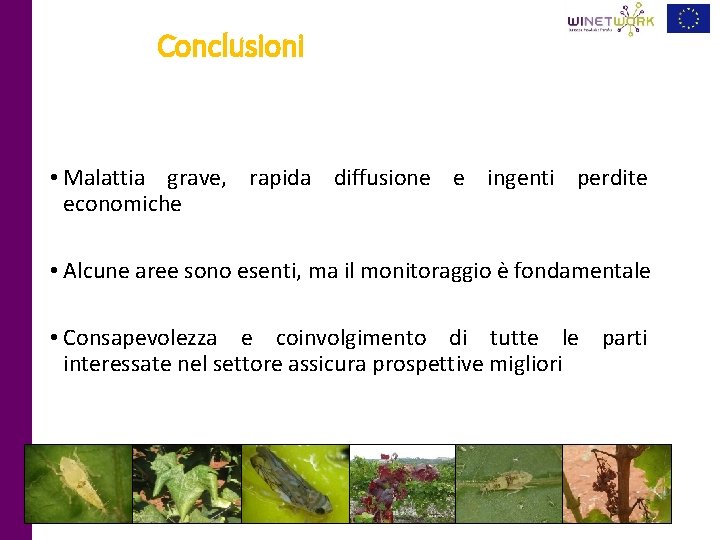 Conclusioni • Malattia grave, rapida diffusione e ingenti perdite economiche • Alcune aree sono