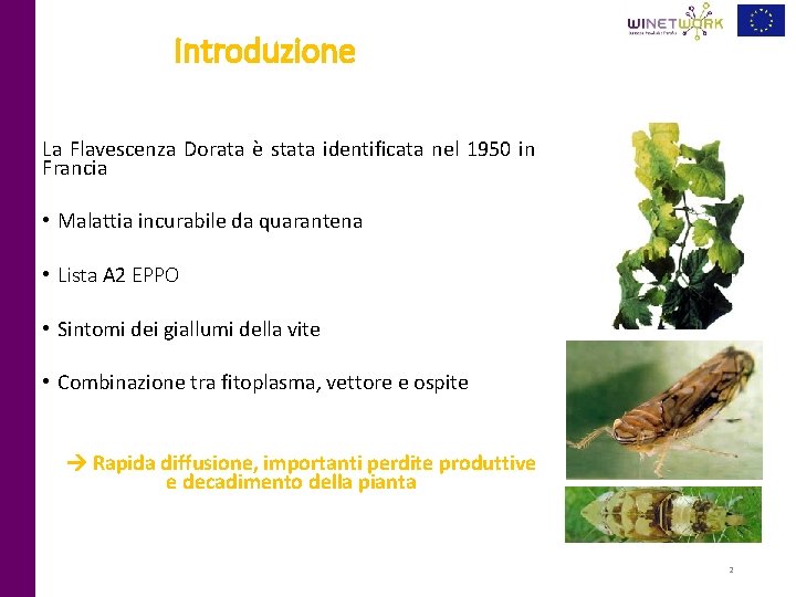 Introduzione La Flavescenza Dorata è stata identificata nel 1950 in Francia • Malattia incurabile