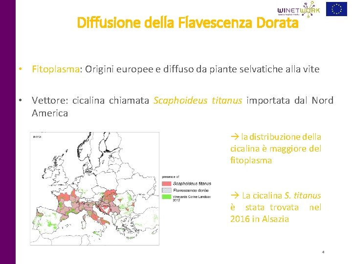 Diffusione della Flavescenza Dorata • Fitoplasma: Origini europee e diffuso da piante selvatiche alla