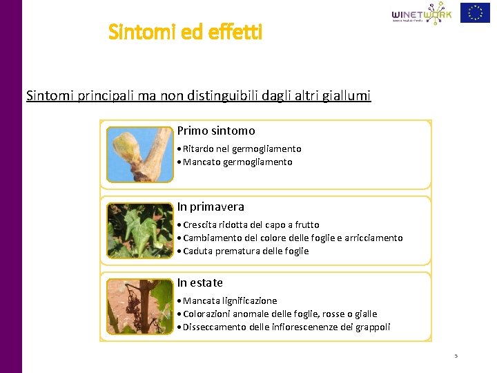 Sintomi ed effetti Sintomi principali ma non distinguibili dagli altri giallumi Primo sintomo •