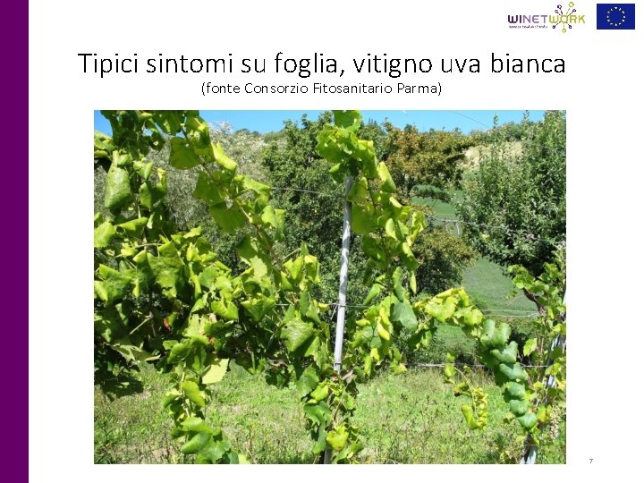 Tipici sintomi su foglia, vitigno uva bianca (fonte Consorzio Fitosanitario Parma) 7 