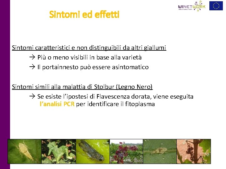 Sintomi ed effetti Sintomi caratteristici e non distinguibili da altri giallumi Più o meno