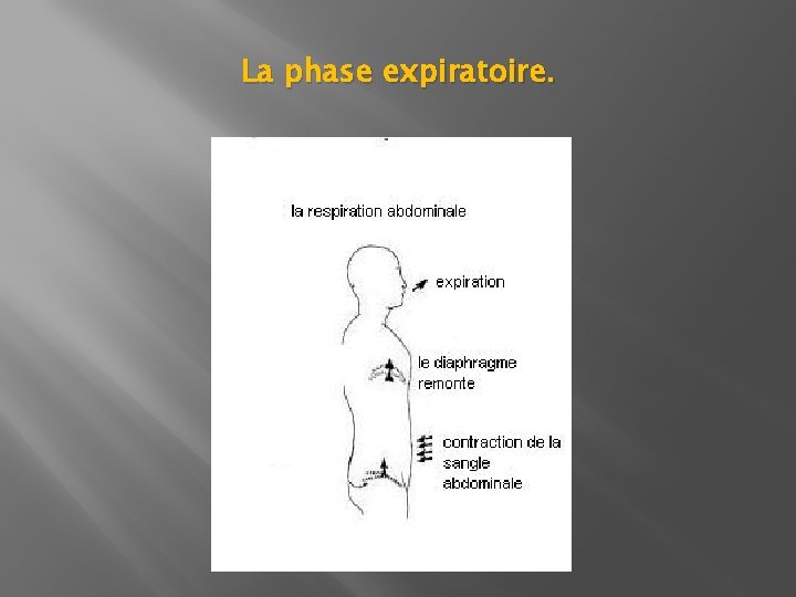 La phase expiratoire. La phase expiratoire.