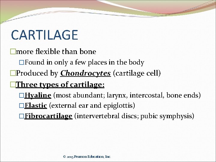 CARTILAGE �more flexible than bone �Found in only a few places in the body