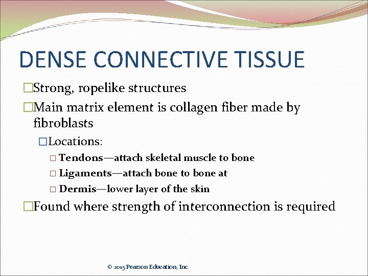 DENSE CONNECTIVE TISSUE �Strong, ropelike structures �Main matrix element is collagen fiber made by