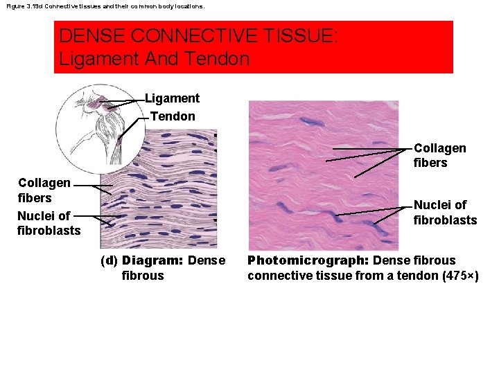 Figure 3. 19 d Connective tissues and their common body locations. DENSE CONNECTIVE TISSUE: