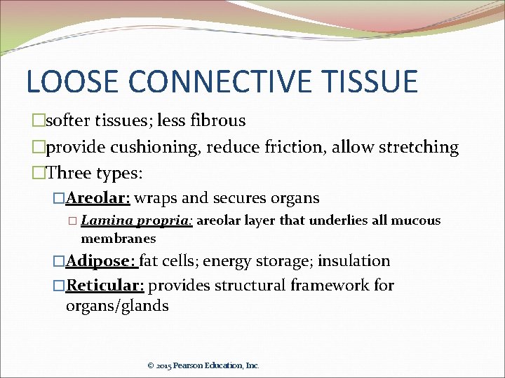 LOOSE CONNECTIVE TISSUE �softer tissues; less fibrous �provide cushioning, reduce friction, allow stretching �Three