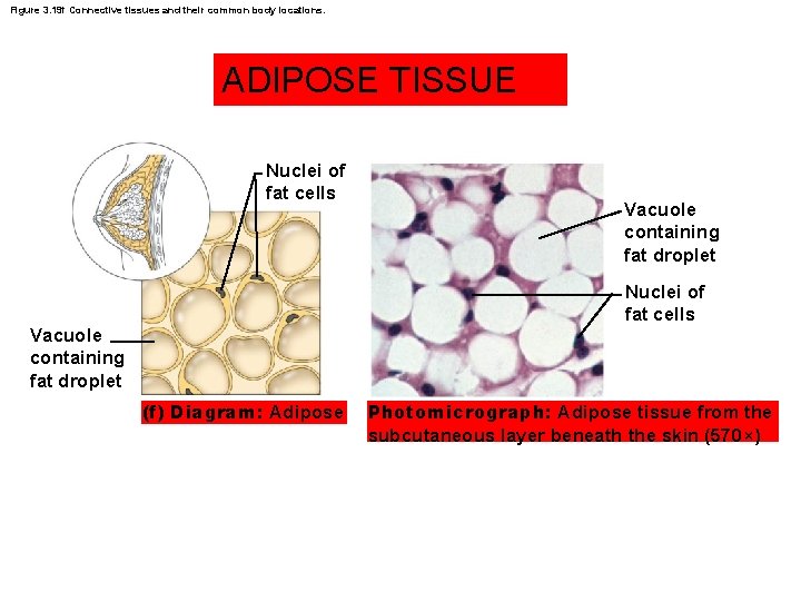 Figure 3. 19 f Connective tissues and their common body locations. ADIPOSE TISSUE Nuclei