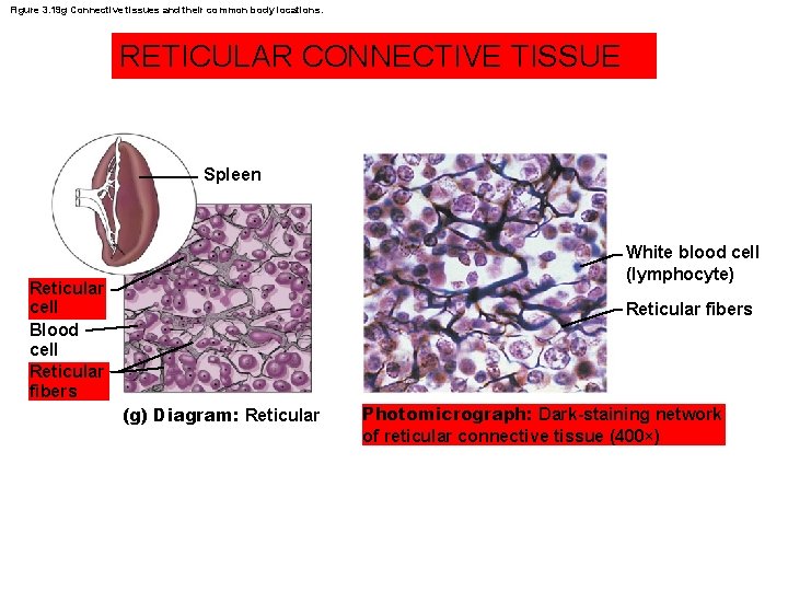 Figure 3. 19 g Connective tissues and their common body locations. RETICULAR CONNECTIVE TISSUE