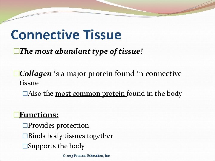 Connective Tissue �The most abundant type of tissue! �Collagen is a major protein found