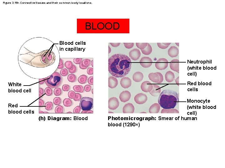 Figure 3. 19 h Connective tissues and their common body locations. BLOOD Blood cells