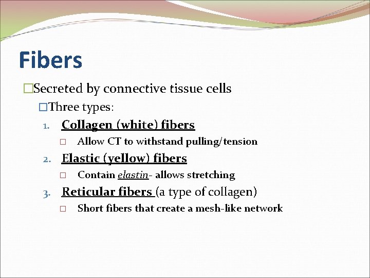 Fibers �Secreted by connective tissue cells �Three types: 1. Collagen (white) fibers � Allow