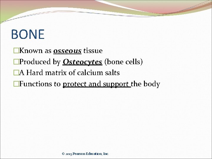 BONE �Known as osseous tissue �Produced by Osteocytes (bone cells) �A Hard matrix of