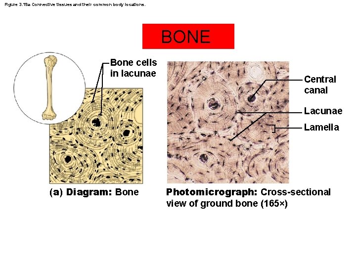 Figure 3. 19 a Connective tissues and their common body locations. BONE Bone cells