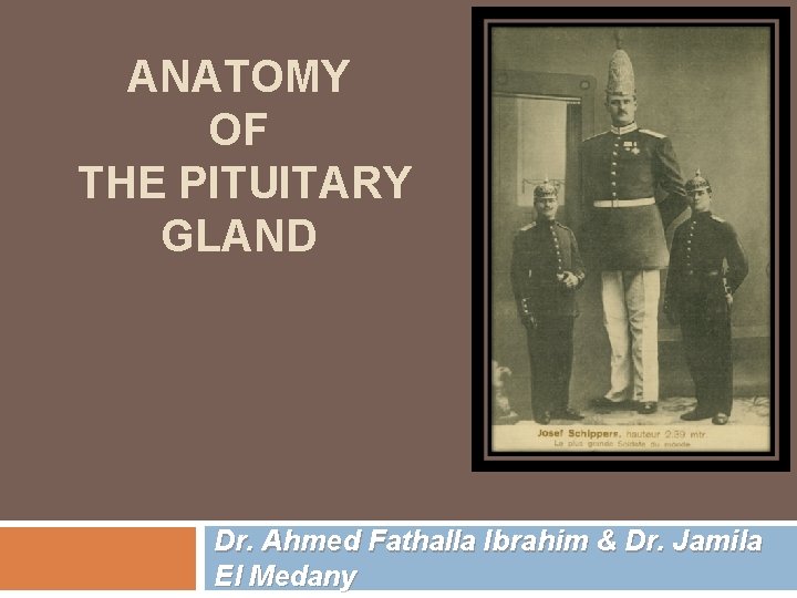 ANATOMY OF THE PITUITARY GLAND Dr. Ahmed Fathalla Ibrahim & Dr. Jamila El Medany