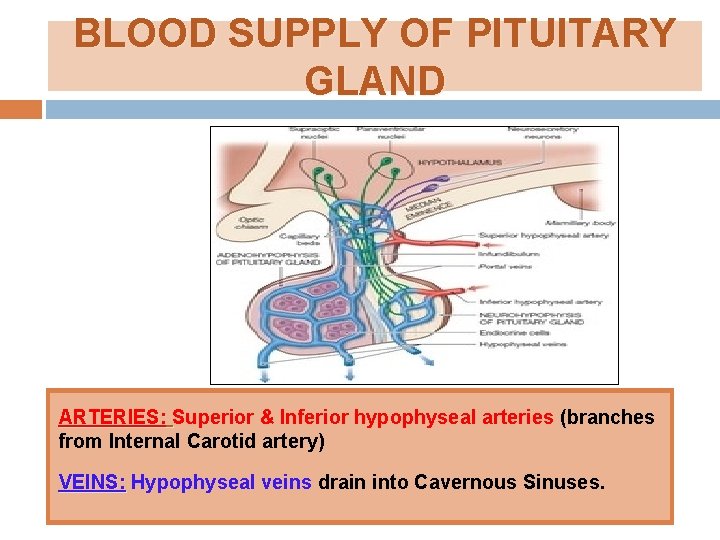BLOOD SUPPLY OF PITUITARY GLAND ARTERIES: Superior & Inferior hypophyseal arteries (branches from Internal BLOOD SUPPLY OF PITUITARY GLAND ARTERIES: Superior & Inferior hypophyseal arteries (branches from Internal