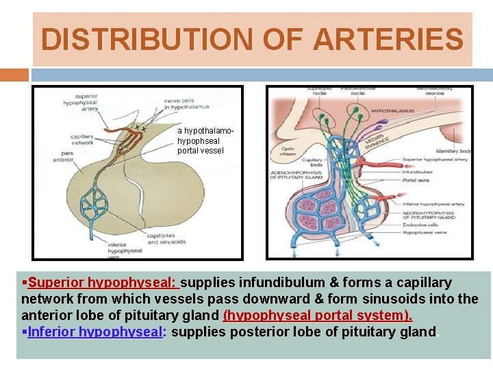 DISTRIBUTION OF ARTERIES a hypothalamohypophseal portal vessel §Superior hypophyseal: supplies infundibulum & forms a
