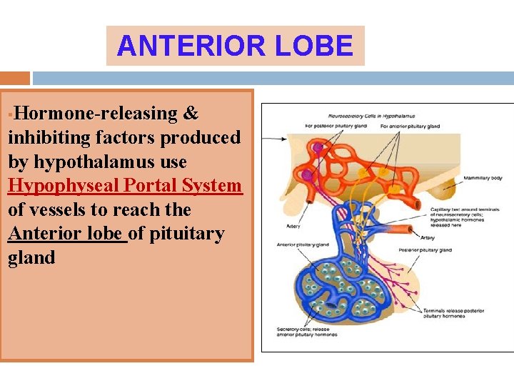 ANTERIOR LOBE Hormone-releasing & inhibiting factors produced by hypothalamus use Hypophyseal Portal System of