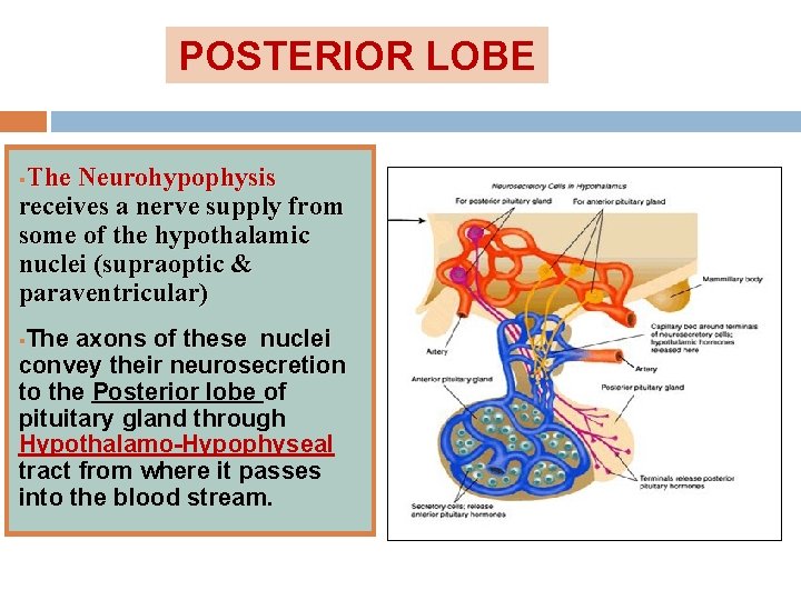 POSTERIOR LOBE The Neurohypophysis receives a nerve supply from some of the hypothalamic nuclei