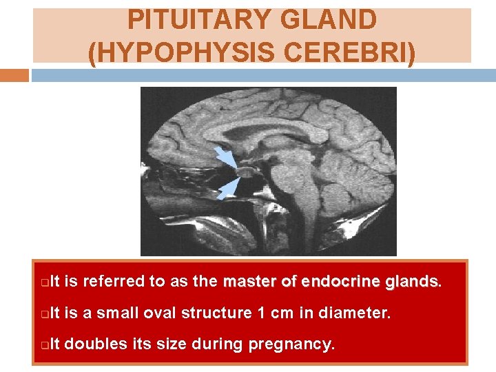 PITUITARY GLAND (HYPOPHYSIS CEREBRI) q It is referred to as the master of endocrine