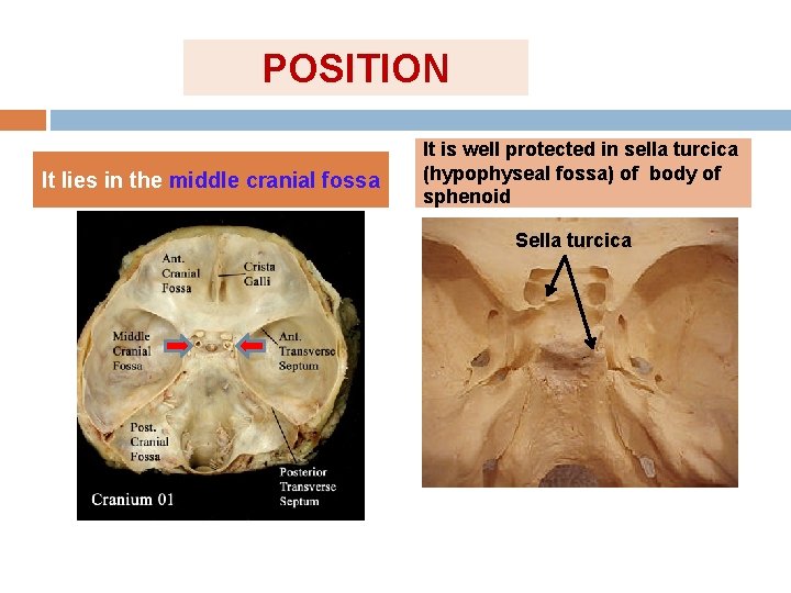 POSITION It lies in the middle cranial fossa It is well protected in sella