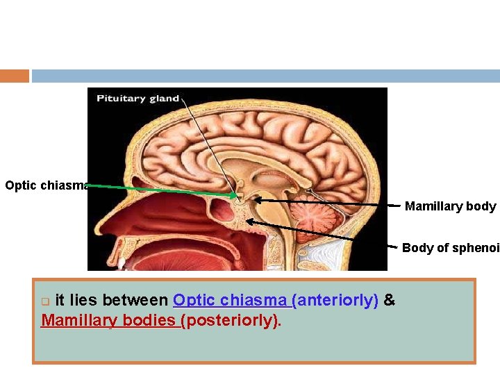 Optic chiasma Mamillary body Body of sphenoid it lies between Optic chiasma (anteriorly) &