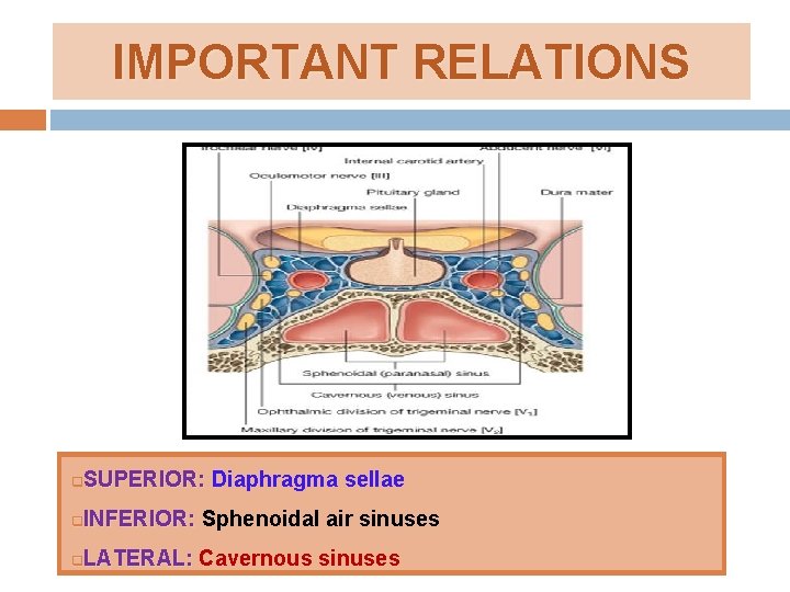 IMPORTANT RELATIONS SUPERIOR: Diaphragma sellae q INFERIOR: Sphenoidal air sinuses q LATERAL: Cavernous sinuses