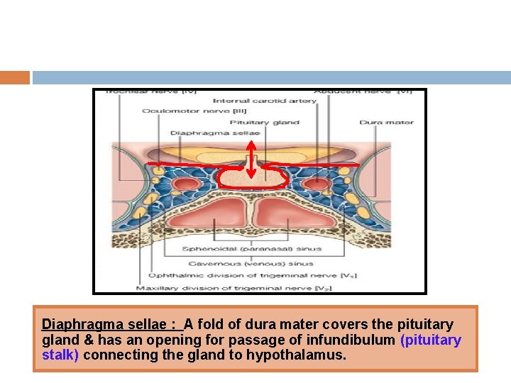 Diaphragma sellae : A fold of dura mater covers the pituitary gland & has