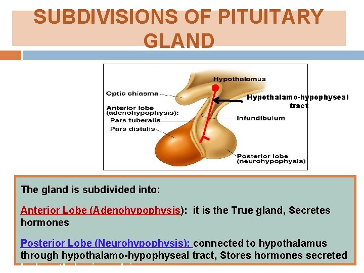 SUBDIVISIONS OF PITUITARY GLAND Hypothalamo-hypophyseal tract The gland is subdivided into: Anterior Lobe (Adenohypophysis):