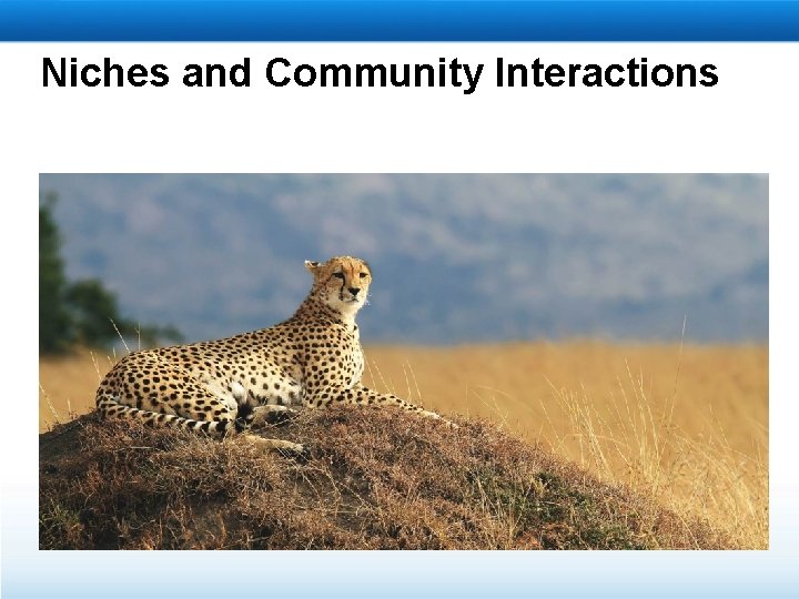 Niches and Community Interactions 