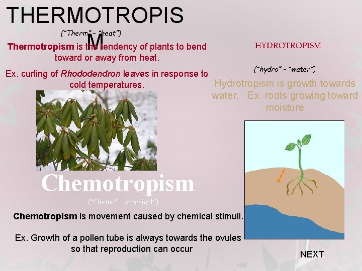 THERMOTROPIS Thermotropism is the tendency of plants to bend M toward or away from