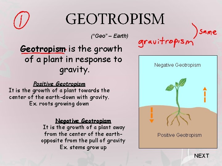 GEOTROPISM (“Geo” – Earth) Geotropism is the growth of a plant in response to