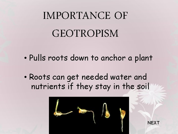 IMPORTANCE OF GEOTROPISM • Pulls roots down to anchor a plant • Roots can