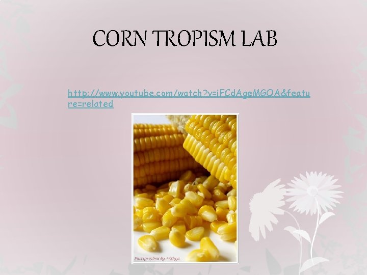 CORN TROPISM LAB http: //www. youtube. com/watch? v=i. FCd. Age. MGOA&featu re=related 