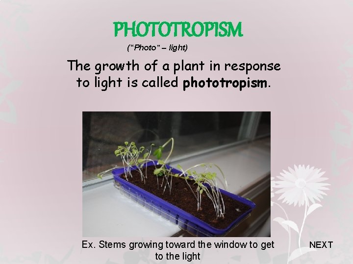 PHOTOTROPISM (“Photo” – light) The growth of a plant in response to light is