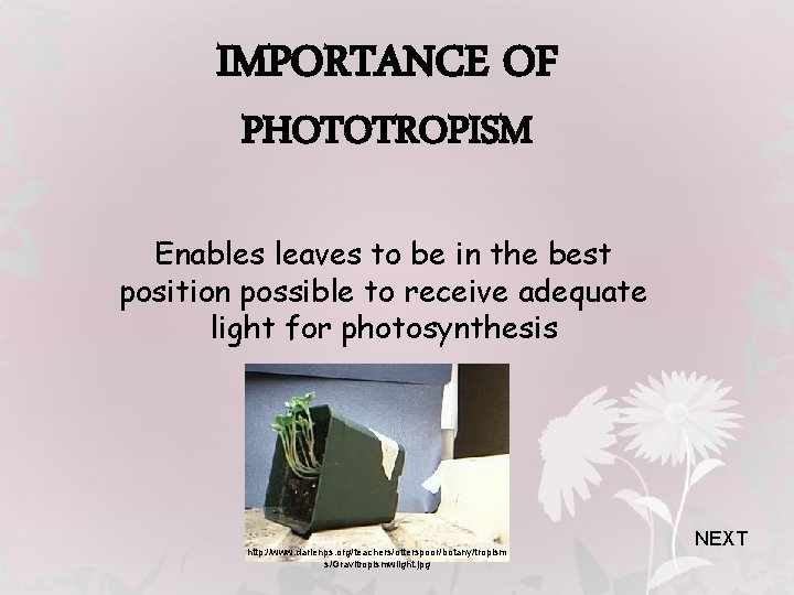 IMPORTANCE OF PHOTOTROPISM Enables leaves to be in the best position possible to receive
