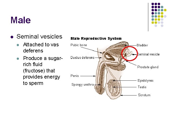 Male l Seminal vesicles l l Attached to vas deferens Produce a sugarrich fluid