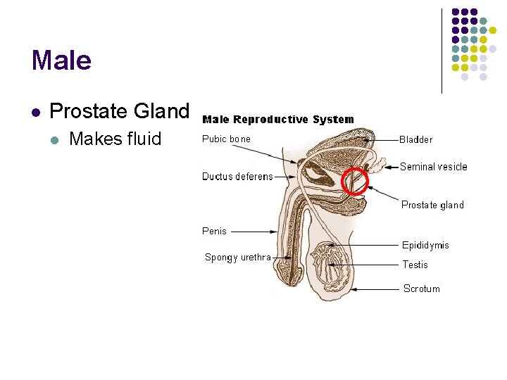 Male l Prostate Gland l Makes fluid 