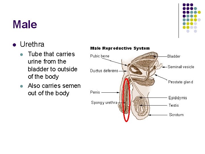 Male l Urethra l l Tube that carries urine from the bladder to outside