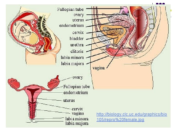 http: //biology. clc. uc. edu/graphics/bio 105/repro%20 female. jpg 
