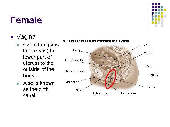 Female l Vagina l l Canal that joins the cervix (the lower part of