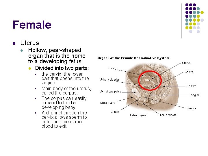 Female l Uterus l Hollow, pear-shaped organ that is the home to a developing