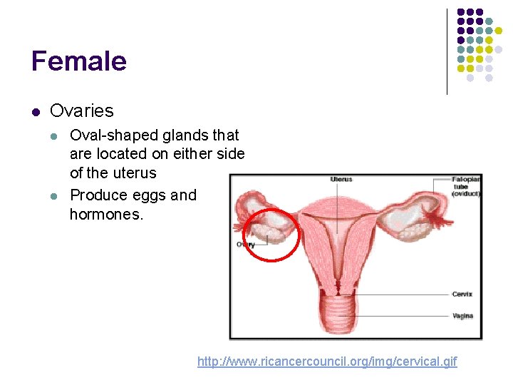 Female l Ovaries l l Oval-shaped glands that are located on either side of
