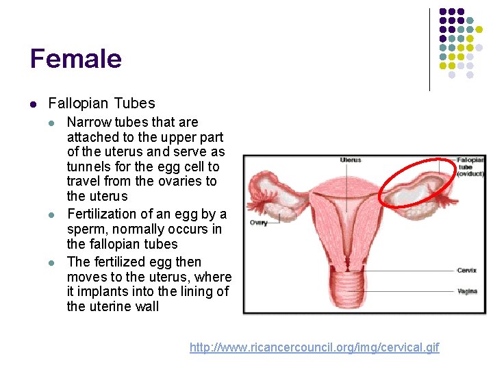 Female l Fallopian Tubes l l l Narrow tubes that are attached to the