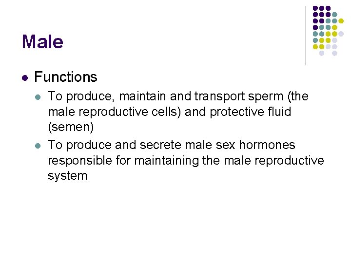Male l Functions l l To produce, maintain and transport sperm (the male reproductive